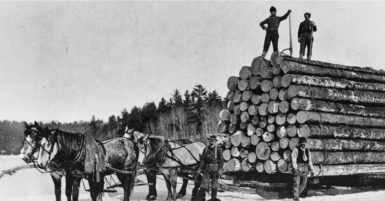 Team of draft horses pulling a sled stacked high with pine logs while two loggers stand on top of the load